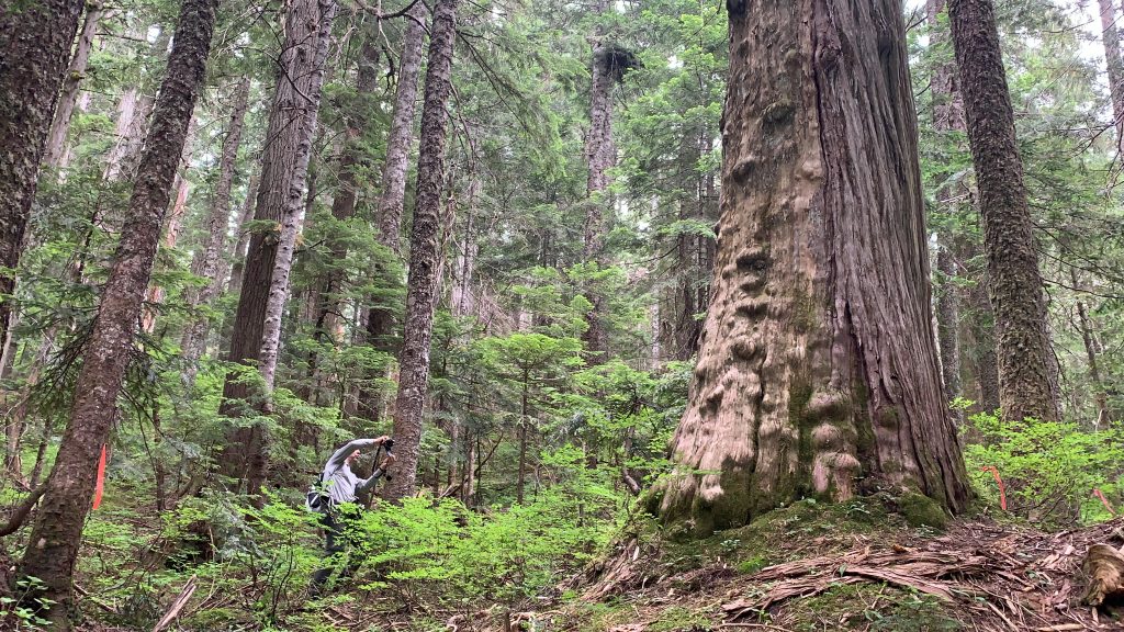 Jens Wieting of Sierra Club BC poses with a giant yellow cedar