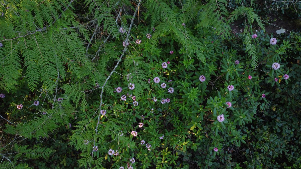 Mount Elphinstone wild rhododendron colony gets backup at