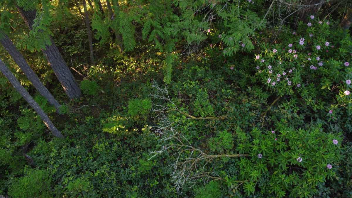 Mount Elphinstone wild rhododendron colony gets backup at