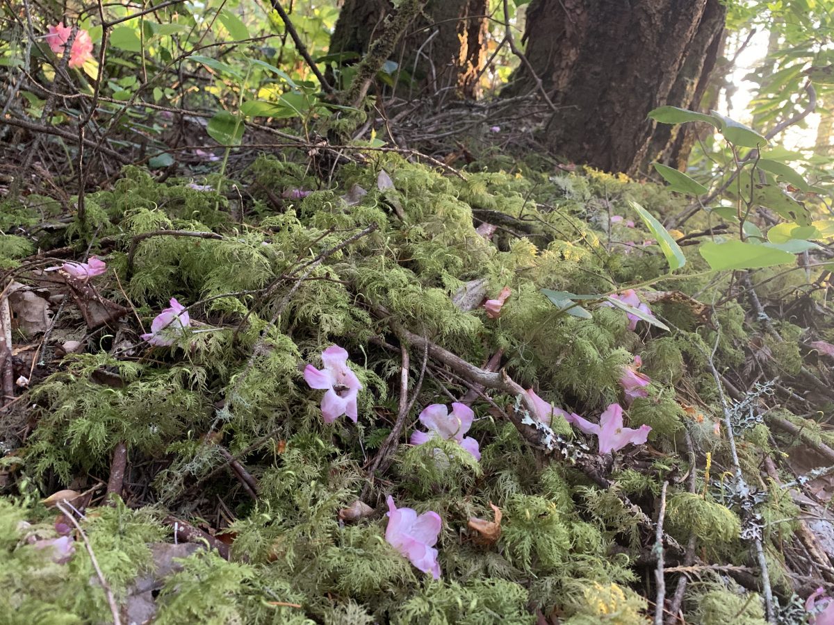 Mount Elphinstone wild rhododendron colony gets backup at
