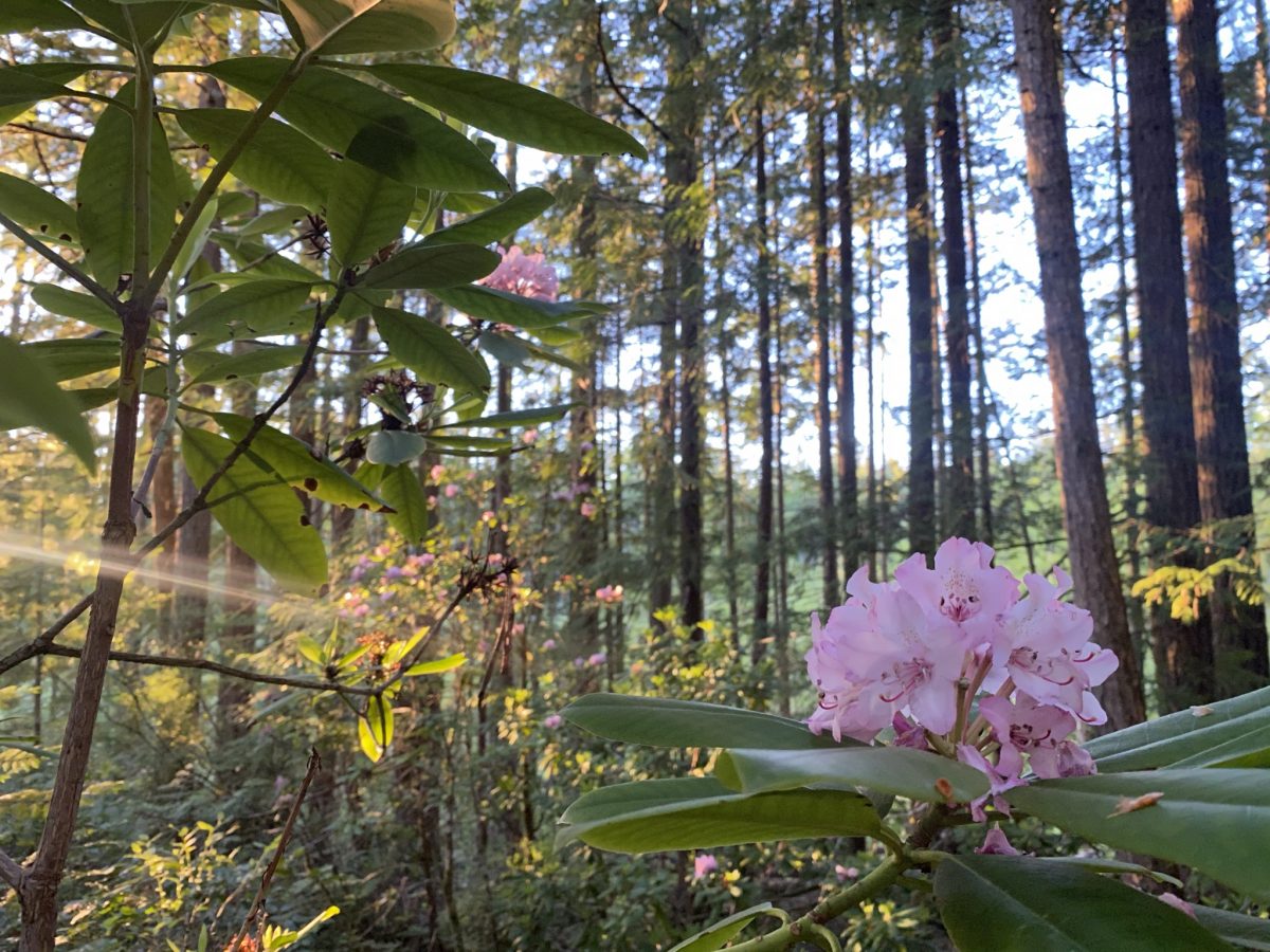 Mount Elphinstone wild rhododendron colony gets backup at