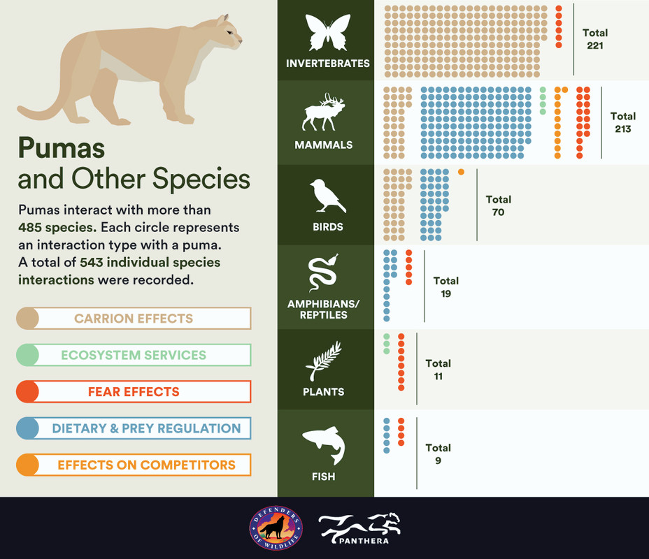 Cougars are “nature’s brokers” for 485+ species – Forests of the Future