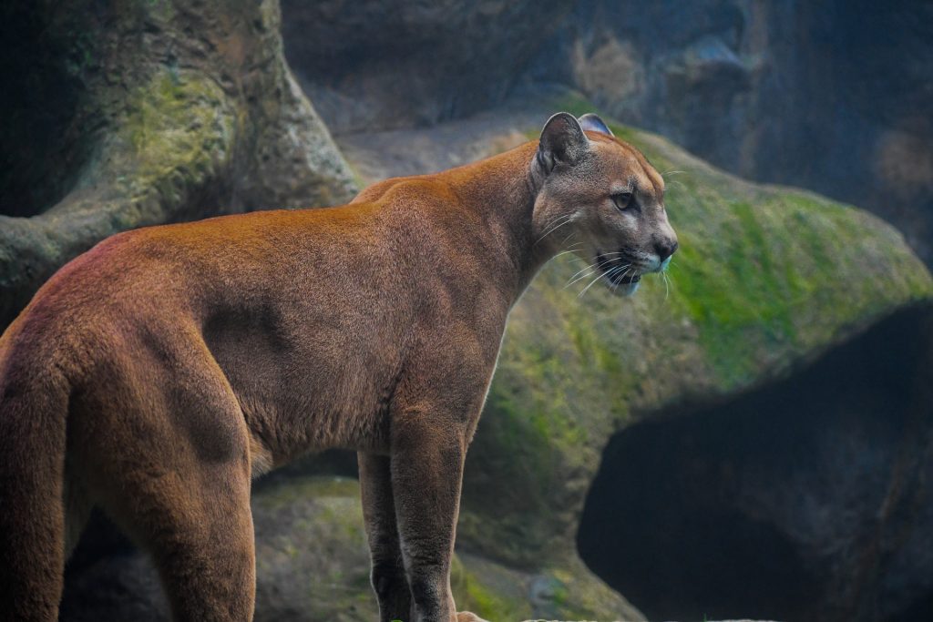 Cougar photo by Ulises Flores